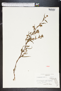 Ludwigia sphaerocarpa image