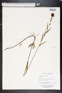 Ludwigia suffruticosa image