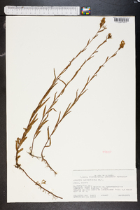 Ludwigia suffruticosa image