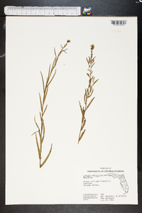 Ludwigia suffruticosa image