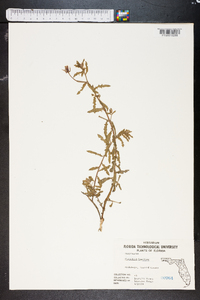 Oenothera humifusa image