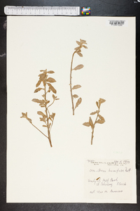 Oenothera humifusa image