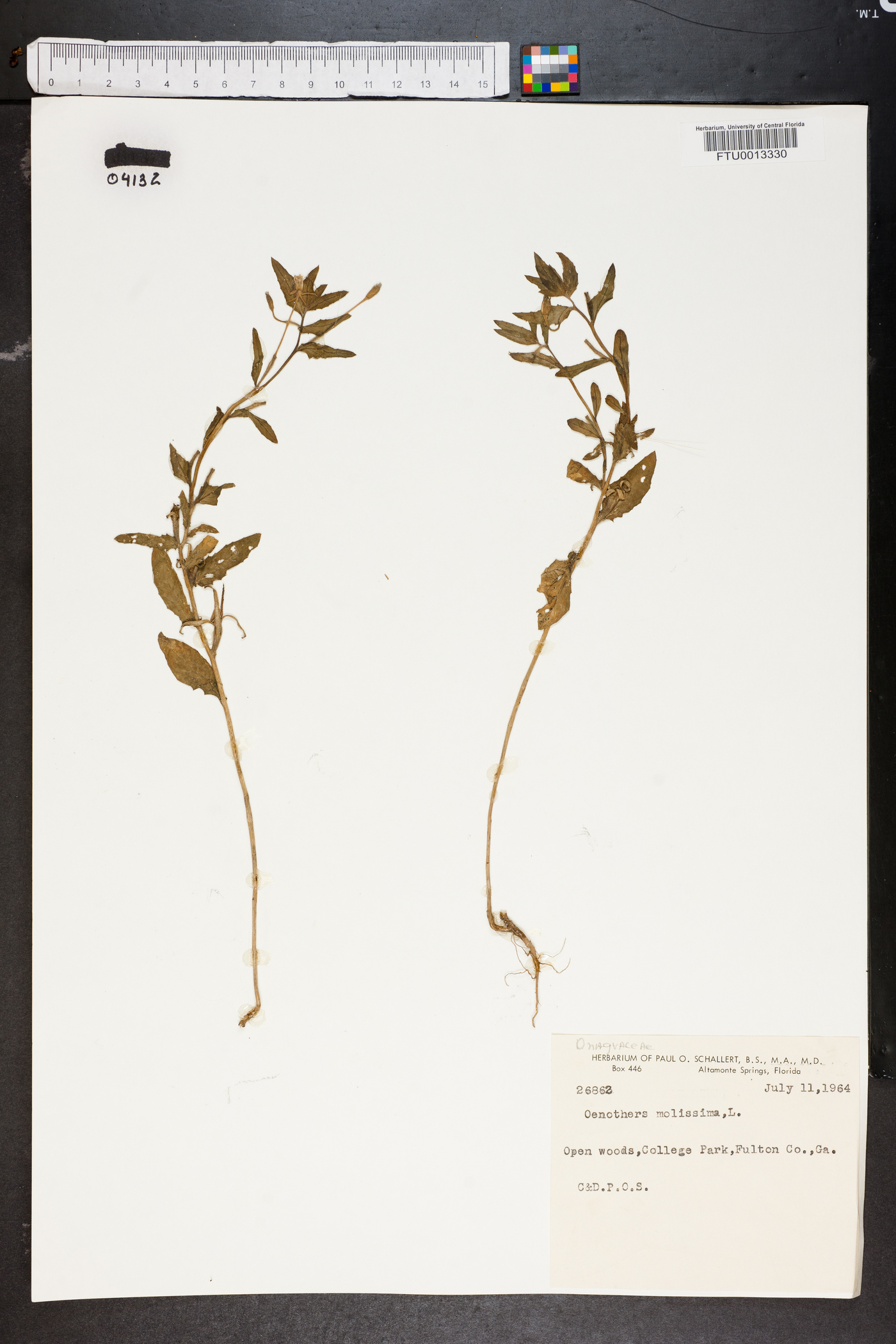 Oenothera mollissima image