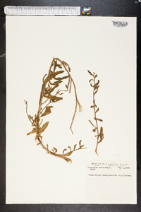 Oenothera mollissima image