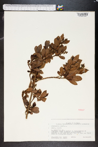 Conocarpus erectus image