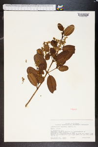 Laguncularia racemosa image