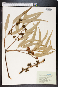 Eucalyptus dumosa image