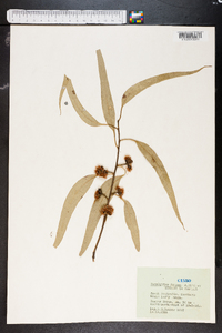 Eucalyptus dumosa image