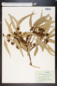 Eucalyptus dumosa image