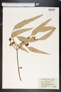 Eucalyptus dumosa image