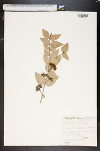 Eucalyptus gillii image