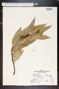 Eucalyptus globulus image