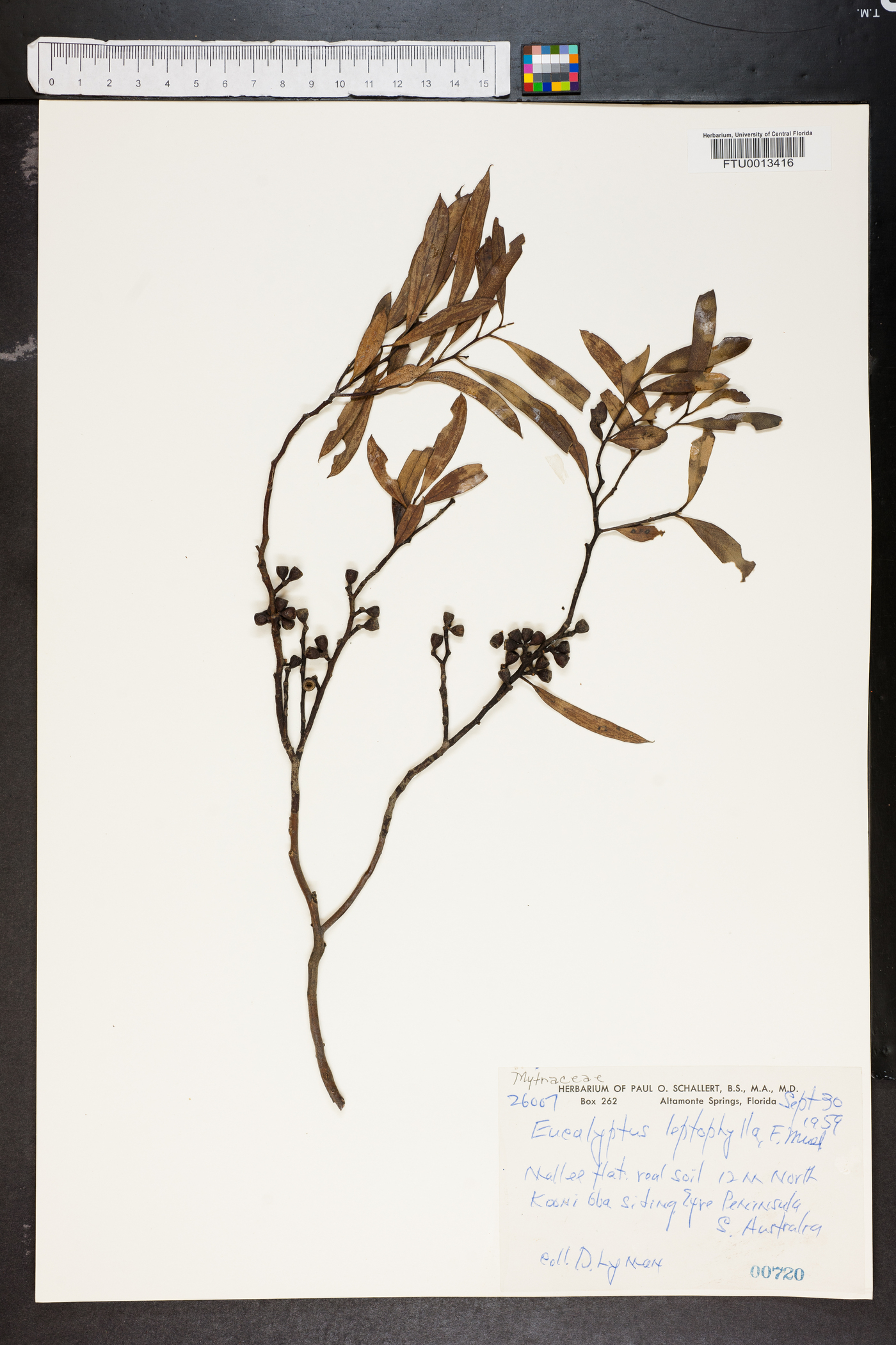 Eucalyptus leptophleba image