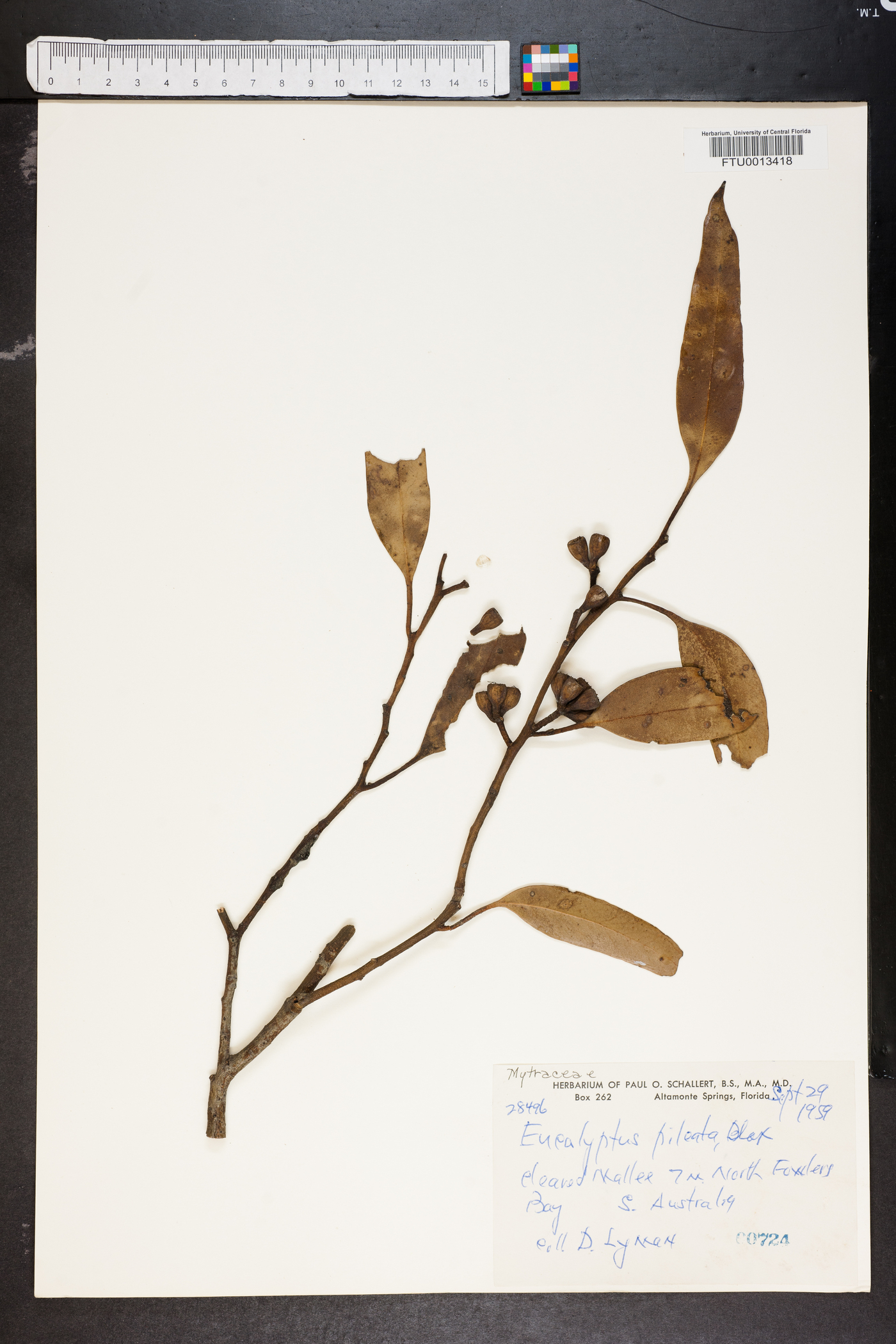 Eucalyptus pileata image