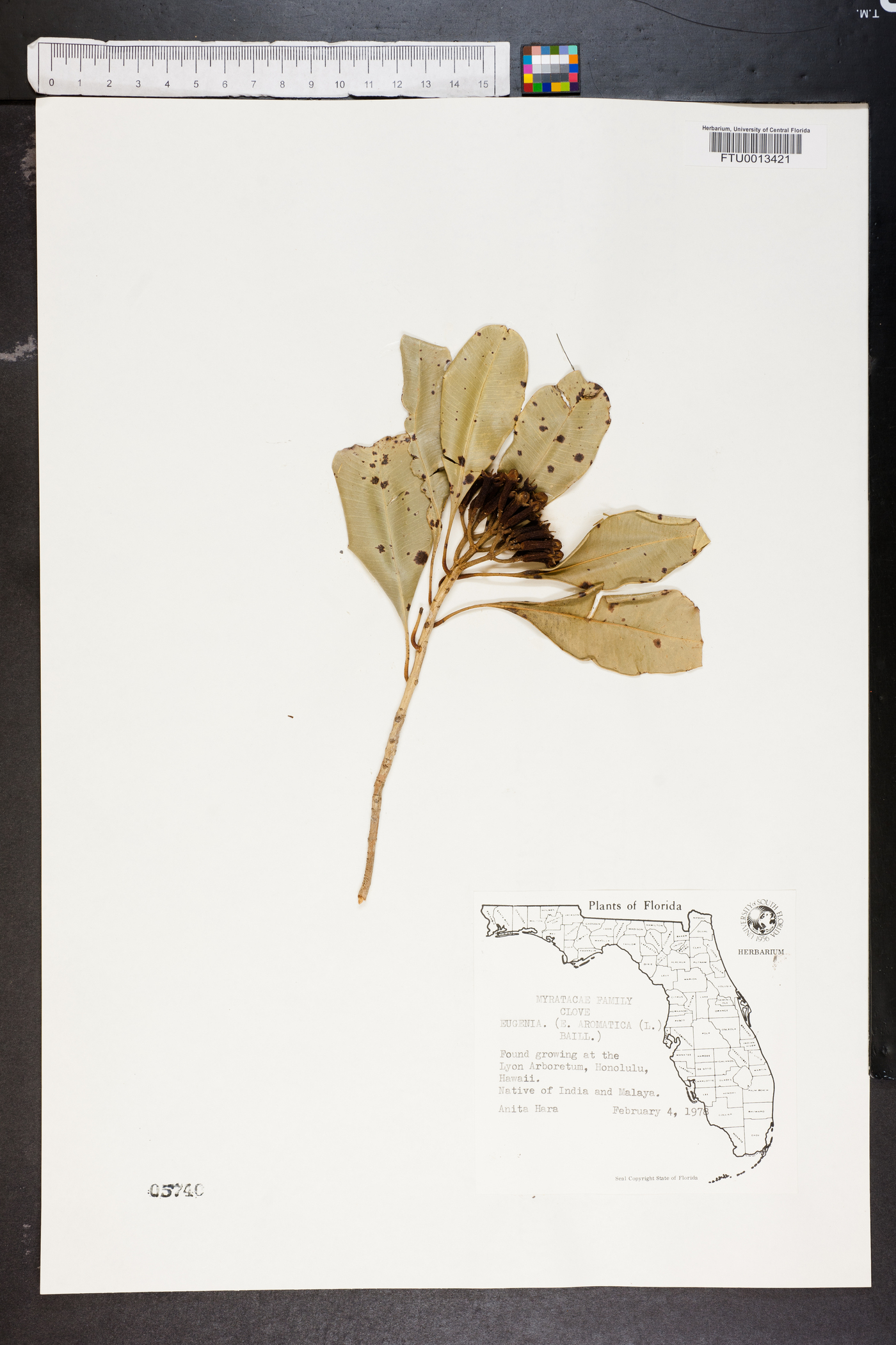 Eugenia aromatica image