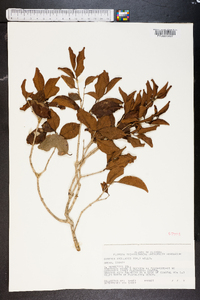 Eugenia axillaris image