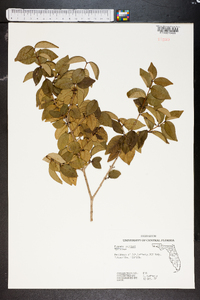 Eugenia uniflora image