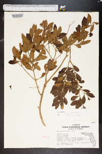 Eugenia foetida image