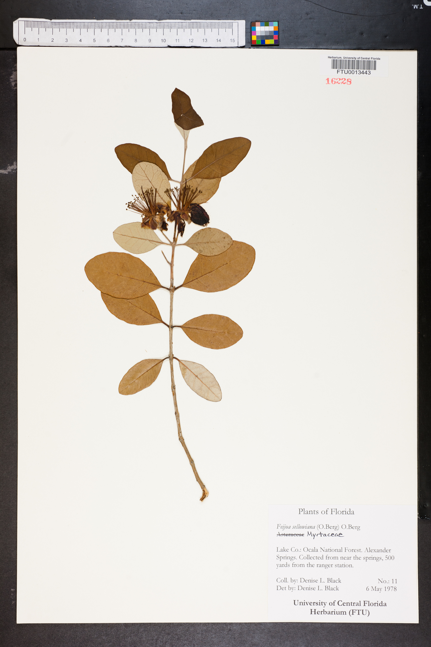 Feijoa sellowiana image