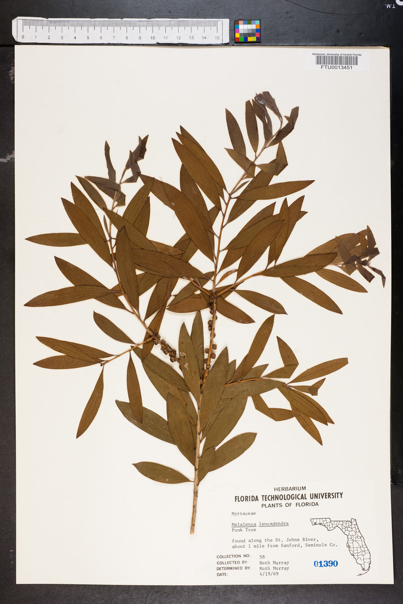 Melaleuca quinquenervia image