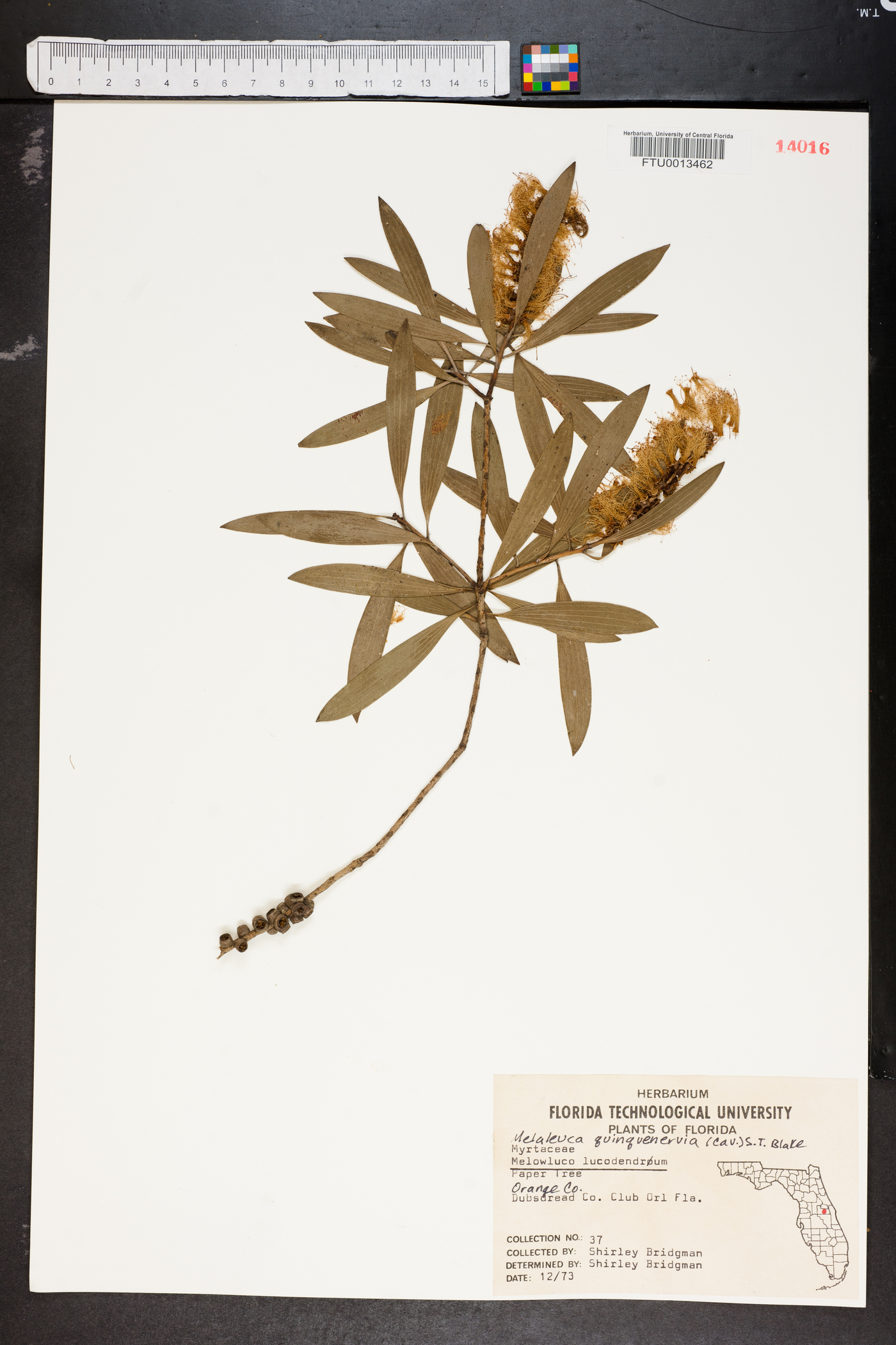 Melaleuca quinquenervia image