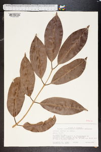 Syzygium cumini image