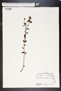 Rhexia petiolata image