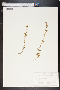 Rhexia nuttallii image