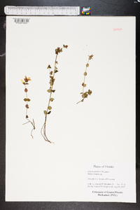 Rhexia nuttallii image