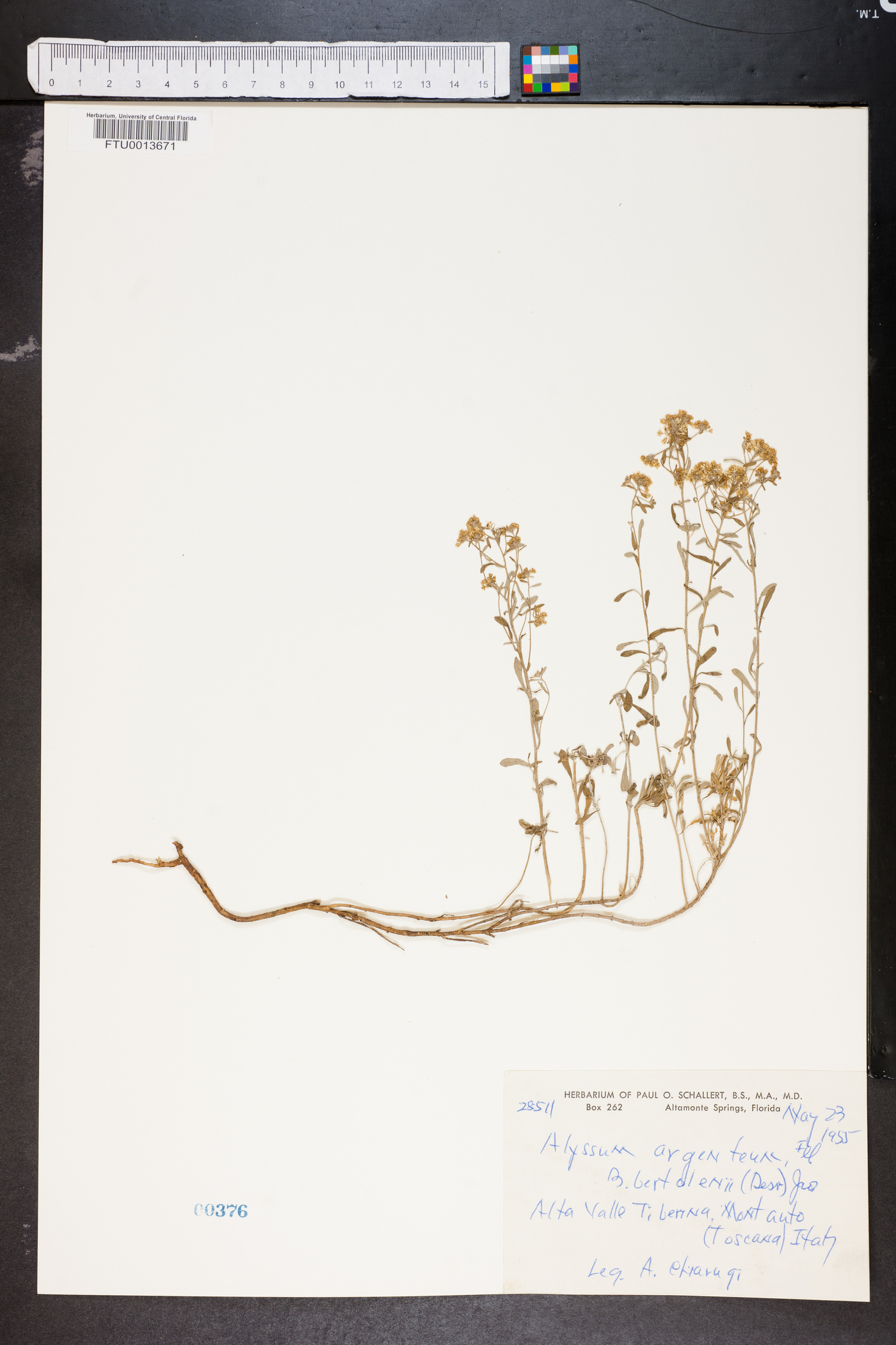 Alyssum argenteum image