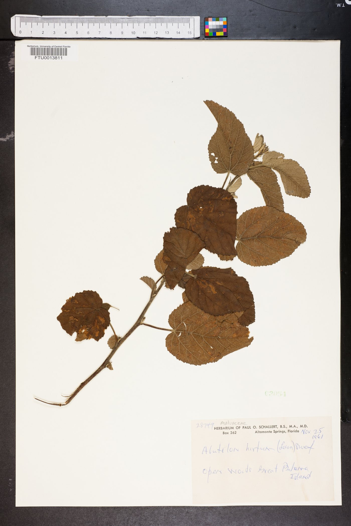Abutilon hirtum image