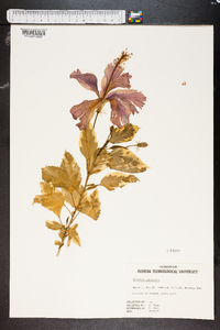 Hibiscus moscheutos image