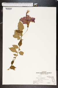 Hibiscus schizopetalus image