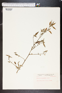 Sida rubromarginata image