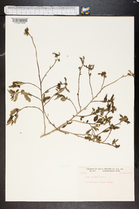 Sida acuminata image