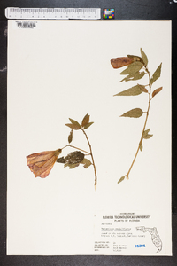 Malvaviscus penduliflorus image