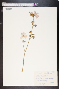 Malva moschata image