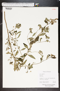 Sida cordifolia image