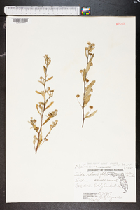 Sida rhombifolia image