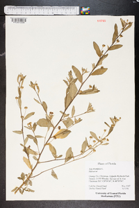 Sida rhombifolia image