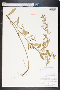 Sida rhombifolia image