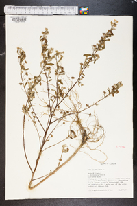 Sida rhombifolia image