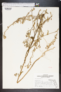 Sida rhombifolia image