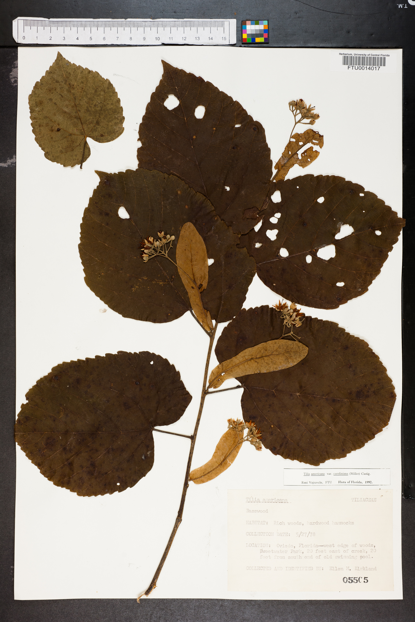 Tilia americana var. caroliniana image