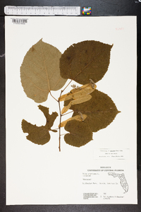 Tilia americana var. caroliniana image