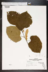 Tilia americana var. caroliniana image