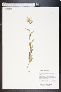 Crocanthemum corymbosum image