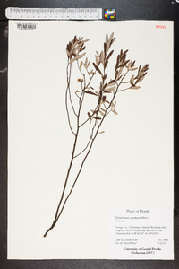 Helianthemum corymbosum image