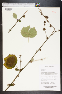 Urena lobata image