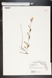 Helianthemum corymbosum image